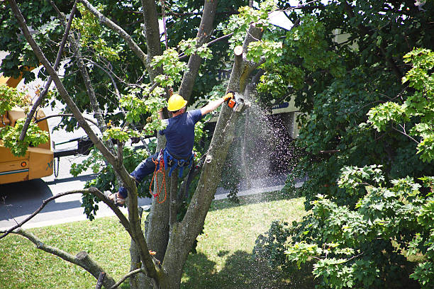  Brownsboro, TX Tree Services Pros